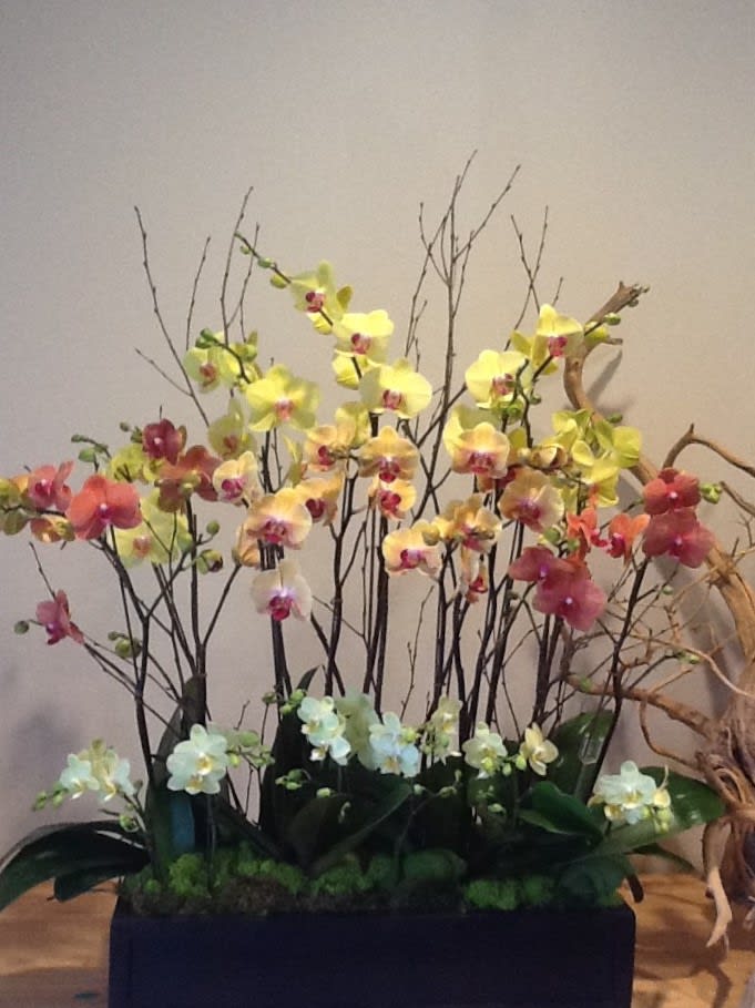 Golden Mix - Yellow, Peach, Red, and light yellow mix in a rectangular wood pot.  