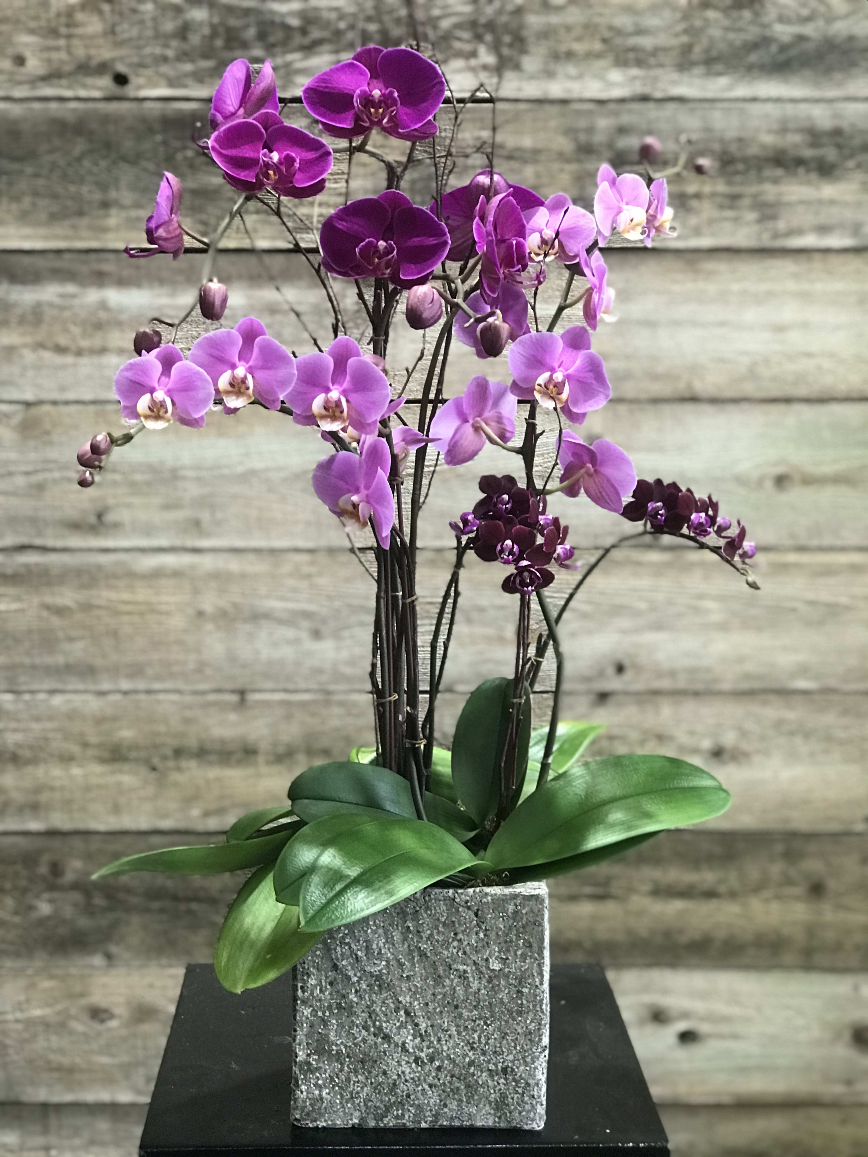 Happy Purples  - Color can be changed by season.