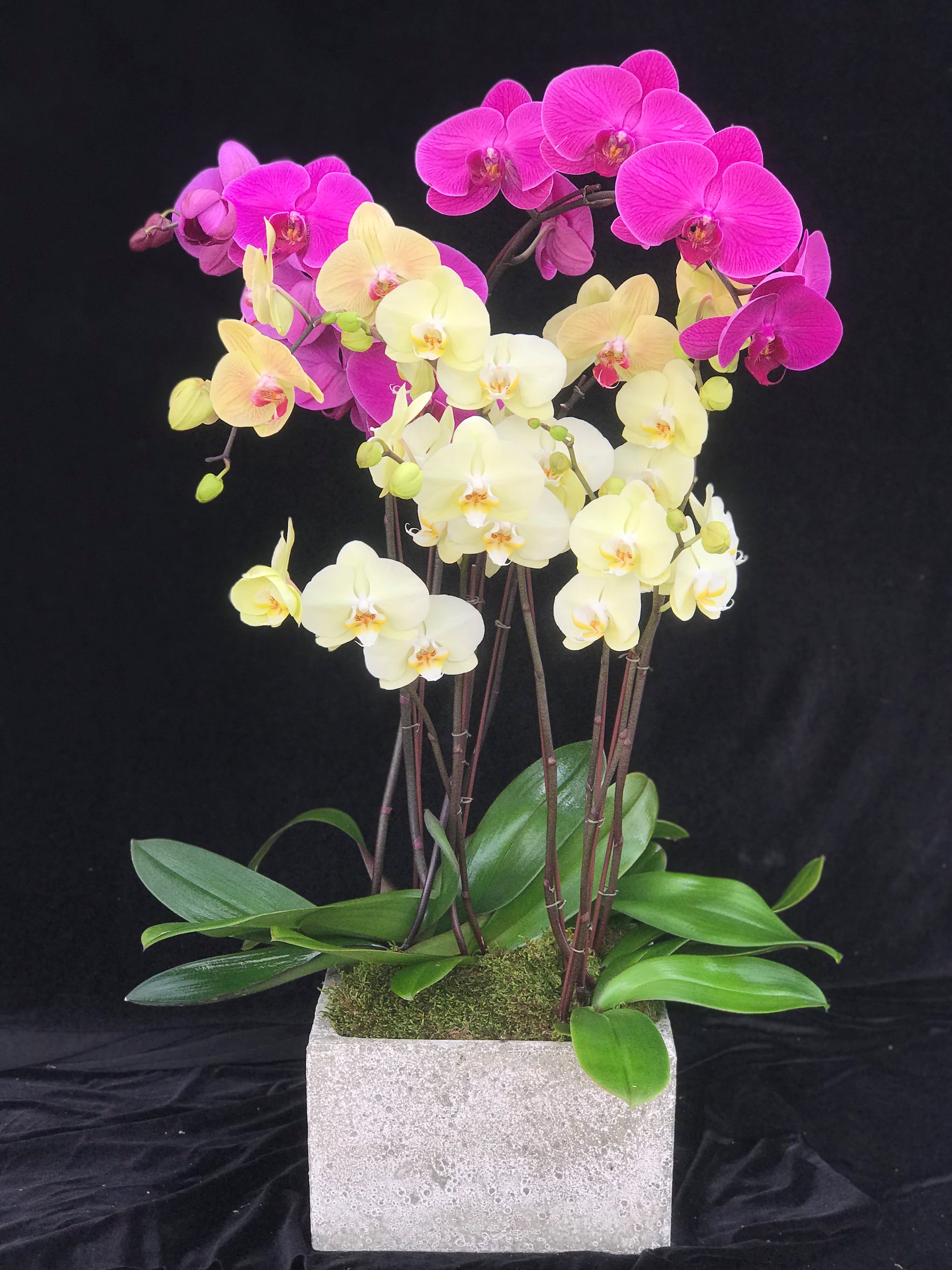 Mother's Day Orchids #4 - Phalaenopsis Orchid Arrangement in a Clay pot.