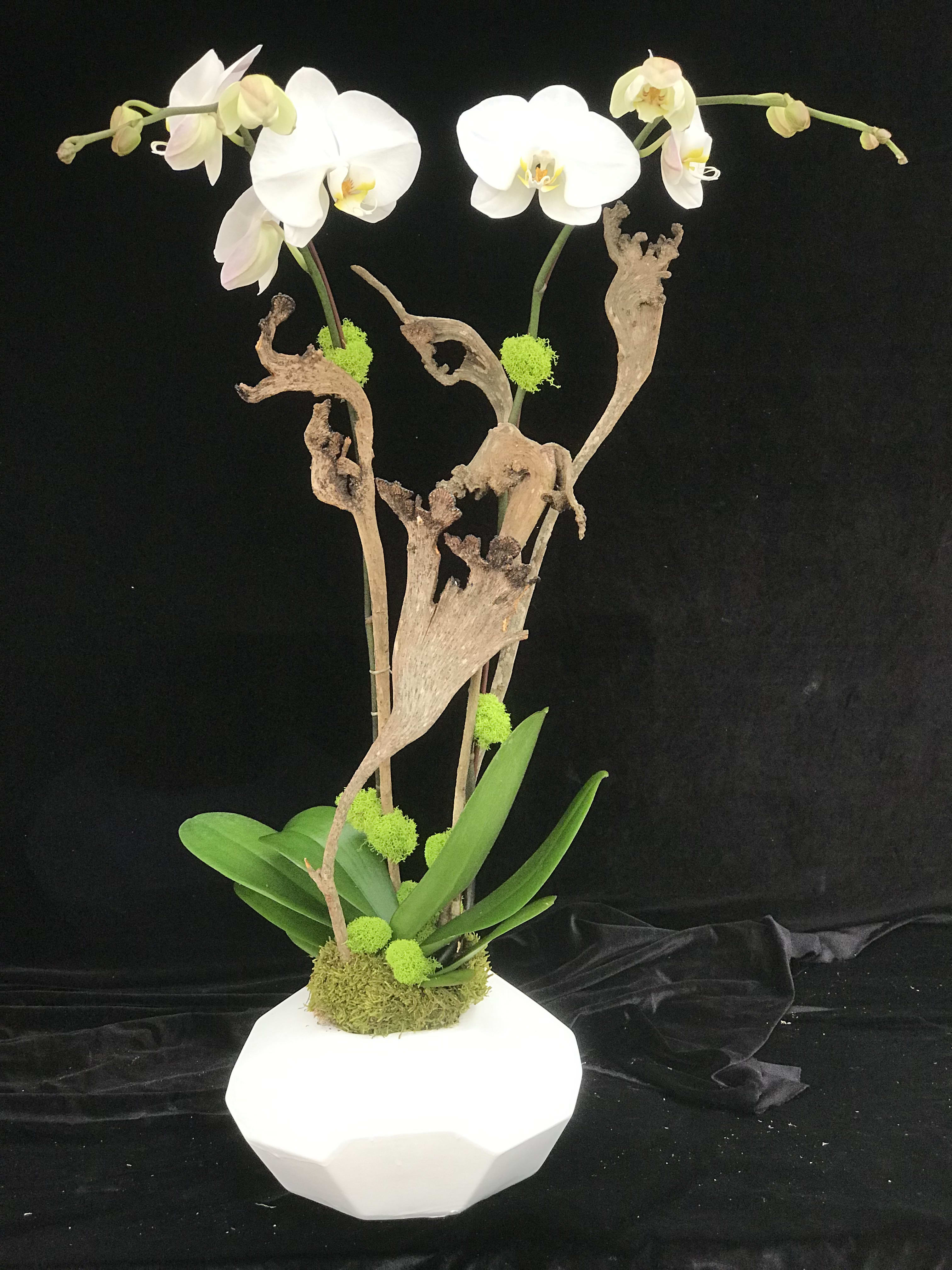Phalaenopsis - White Phalaenopsis beautiful design with Natraj in ceramic pot.