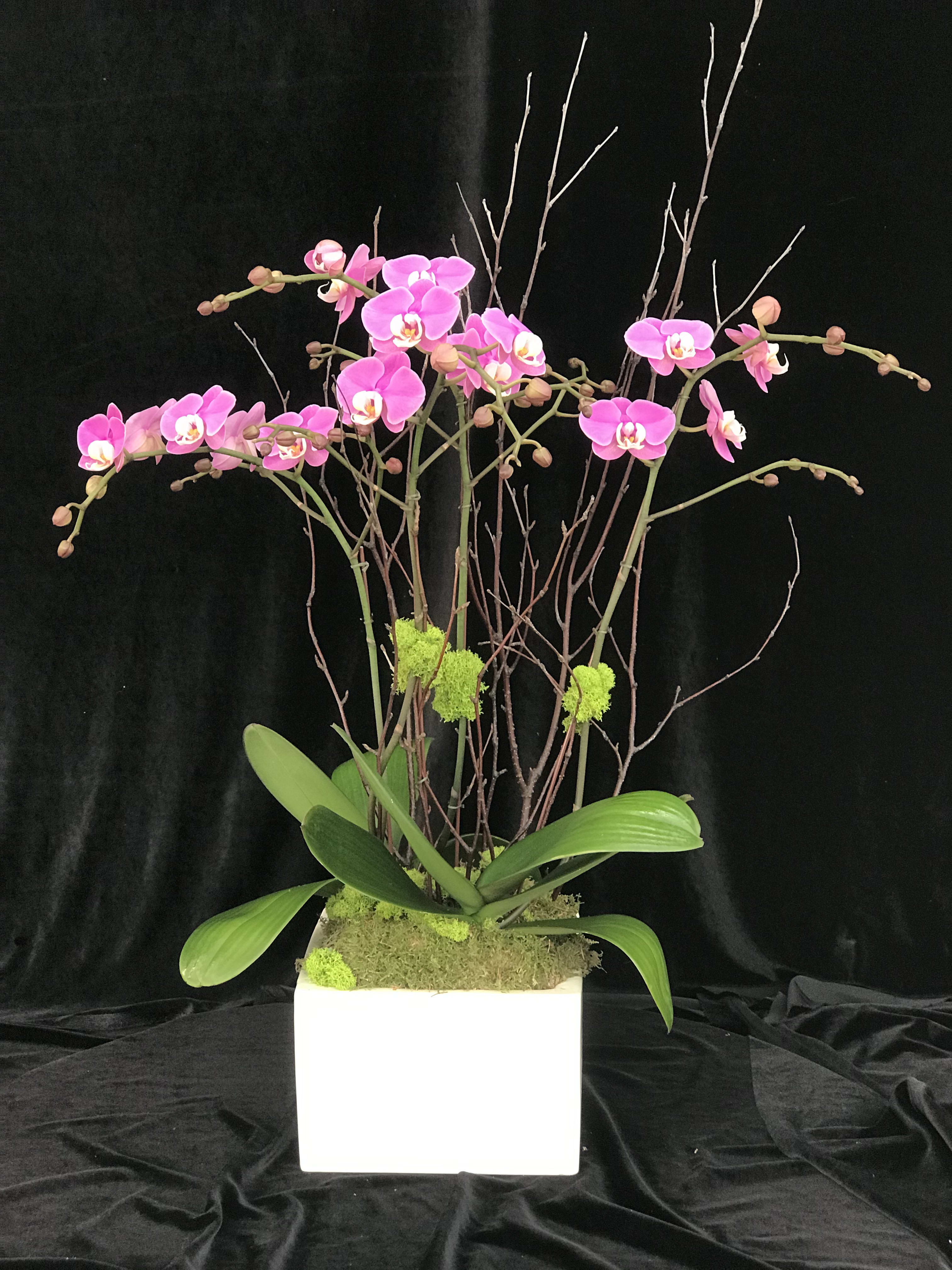 Phalaenopsis Lavender - Phalaenopsis design with Birch branches in ceramic pot.