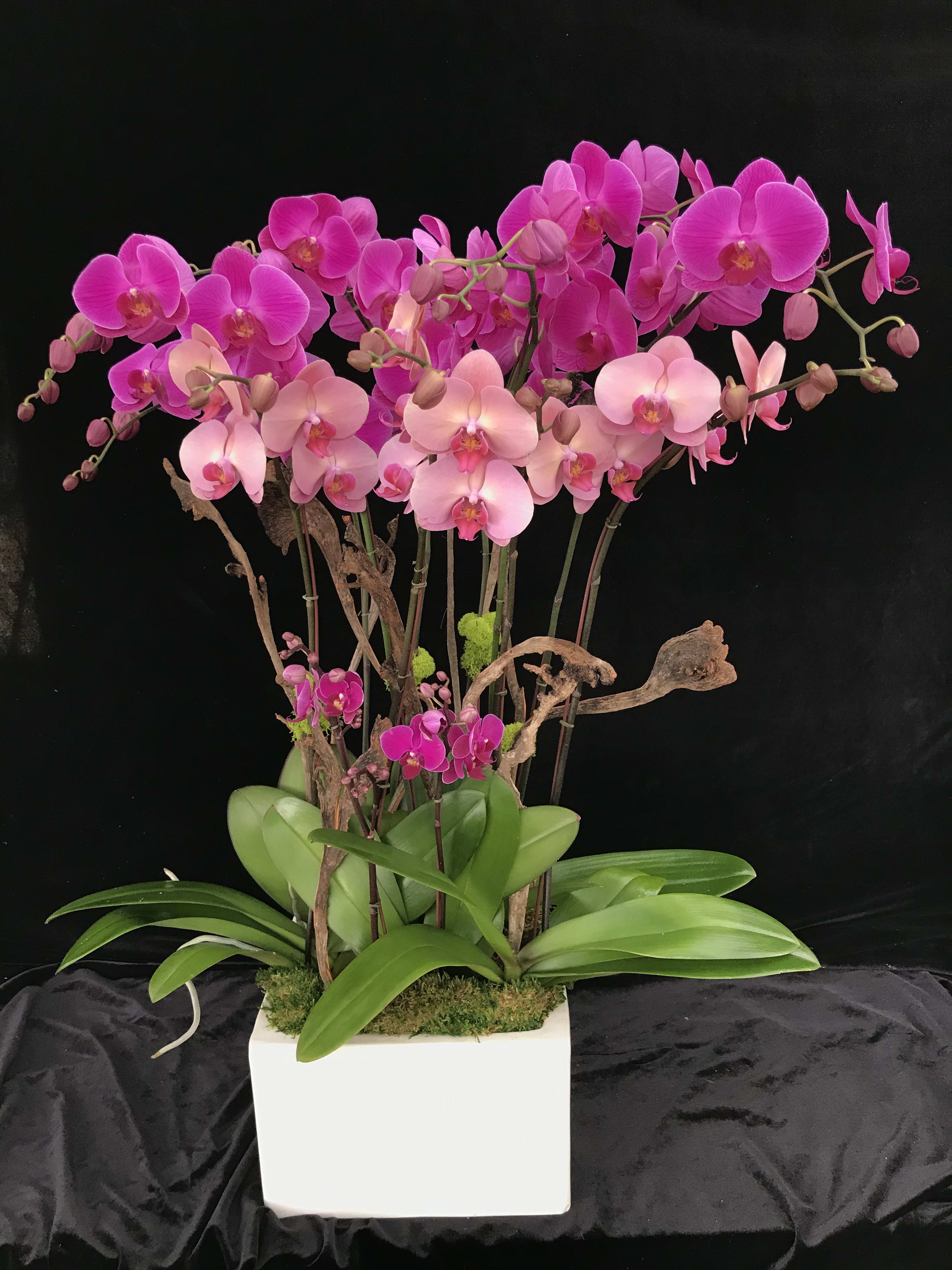 Phalaenopsis mix purple bouquet design. Phalaenopsis mix purple bouquet design. - Mix purple bouquet design in ceramic pot with Natraj branches.