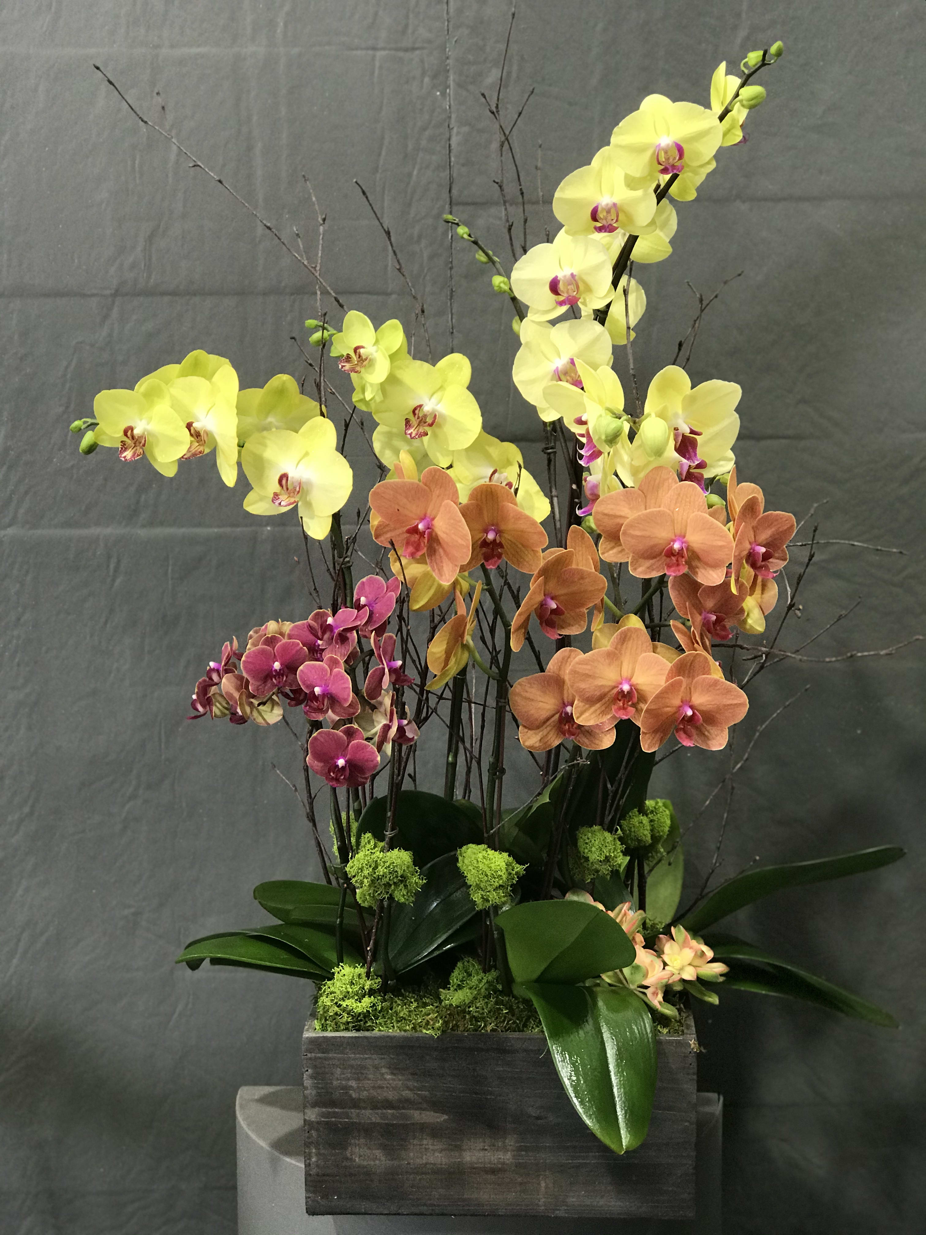 Mix color Phalaenopsis arrangement (Skittles Bowl) - Mix bright color arrangement with succulents and birch branches in wooden pot.