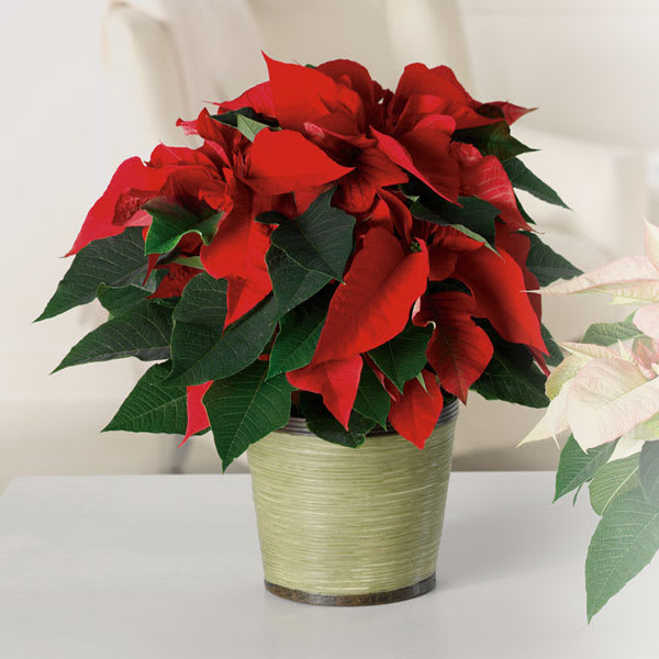Red Poinsettia Plant - A tried-and-true holiday favorite, our poinsettia plant brings the beauty of the season to life with its vibrant red blooms and rich green leaves.