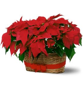 Double Poinsettia Basket - Double your decorative spirit by giving not one, but two red poinsettias in a festive basket.  Two poinsettias planted in 6&quot; pots arrive in a basket tied with a red velvet ribbon.  Approximately 20&quot; W x 14&quot; H  As Shown : TF84-2