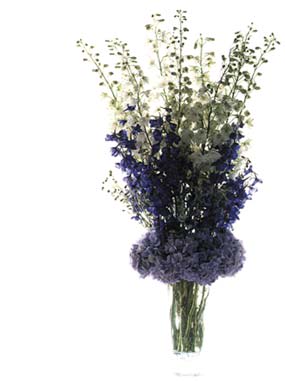 Blue Midnight  - Shades of blue abound in this monochromatic arrangement of English country delphinium and hydrangea. Artfully presented in a cobalt hand blown vase, or as a smaller arrangement in clear glass 