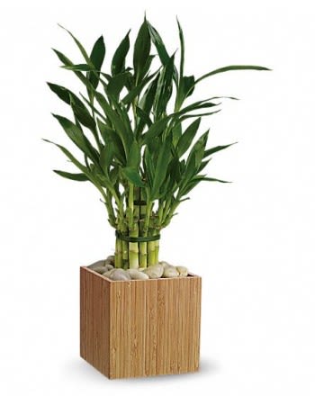 Good Luck Bamboo - Good Luck Bamboo  Considered lucky because of its peaceful vitality and strong growth, bamboo is an easy-care hydroponic plant that brings peace to any environment. Presented in a Zen natural bamboo cube with white river rocks to keep the canes upright, this lucky bamboo plant is a unique gift for any occasion. Stalks of long-lasting bamboo are tied together in a natural bamboo cube and surrounded by river rocks. Approximately 14&quot; W x 21&quot; H This item is hand-arranged and delivered by a Riverdale florist. All prices in U.S. Dollars.   Orientation:N/A Standard: T100-2A