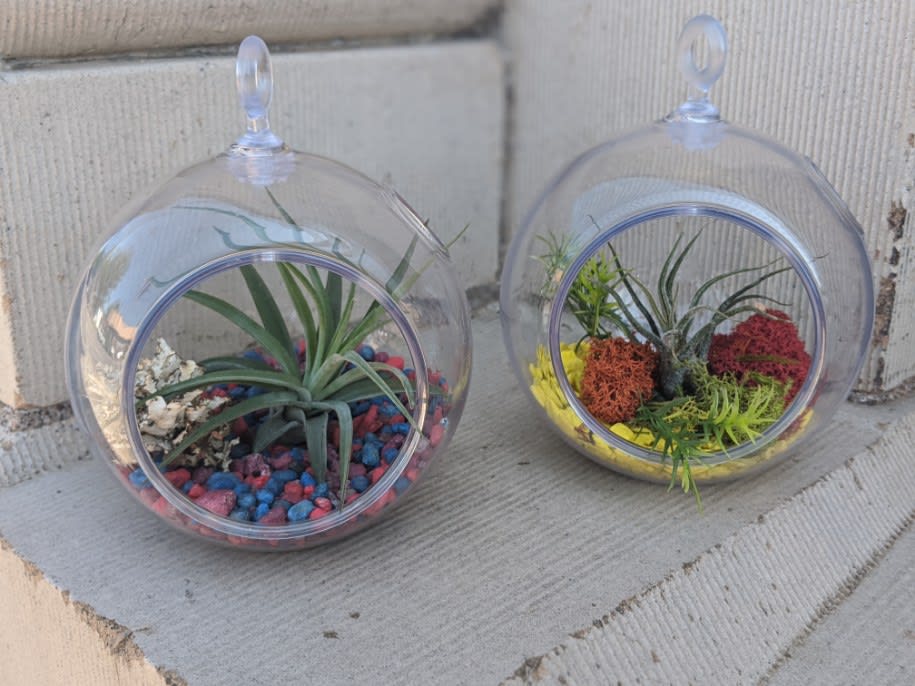 Air Plant Terrariums by Ele's Flowers