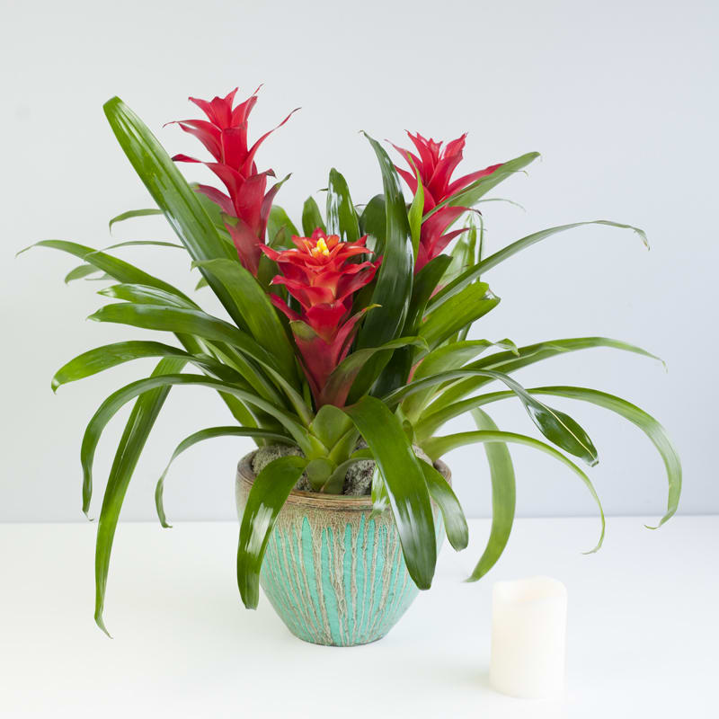Bromeliad Trio By Long Stems