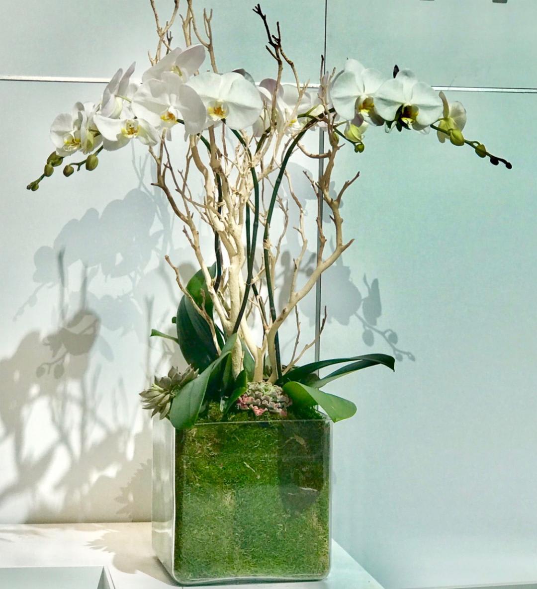 Multi-Stem White Phalaenopsis Orchid Plant - Multi-Stem white phalaenopsis orchid plant in clear glass cube.  *Regular has 3 stems *Deluxe has 4 stems