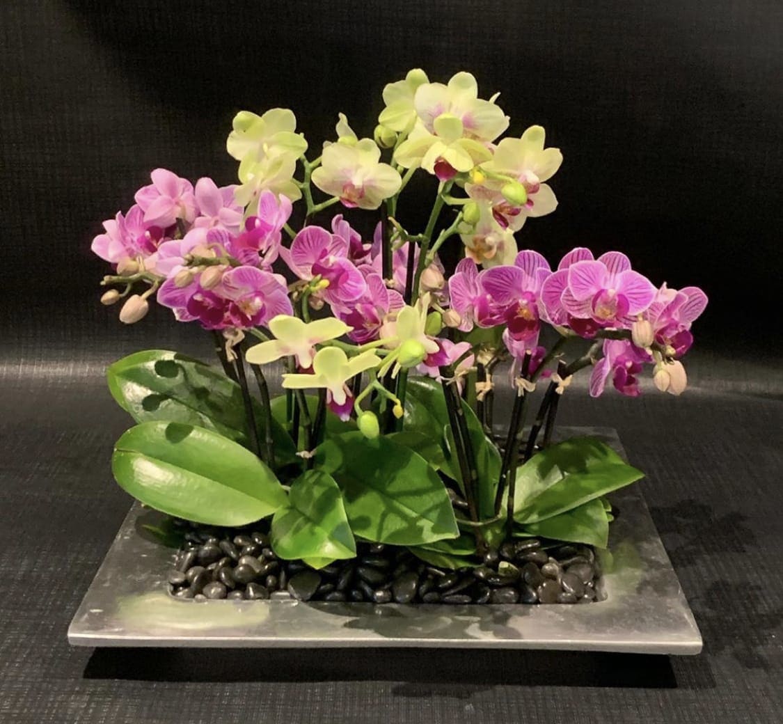 Custom Miniature Phalaenopsis Orchid Planting With Stones On Aluminum Tray By Richard Salome Flowers Inc