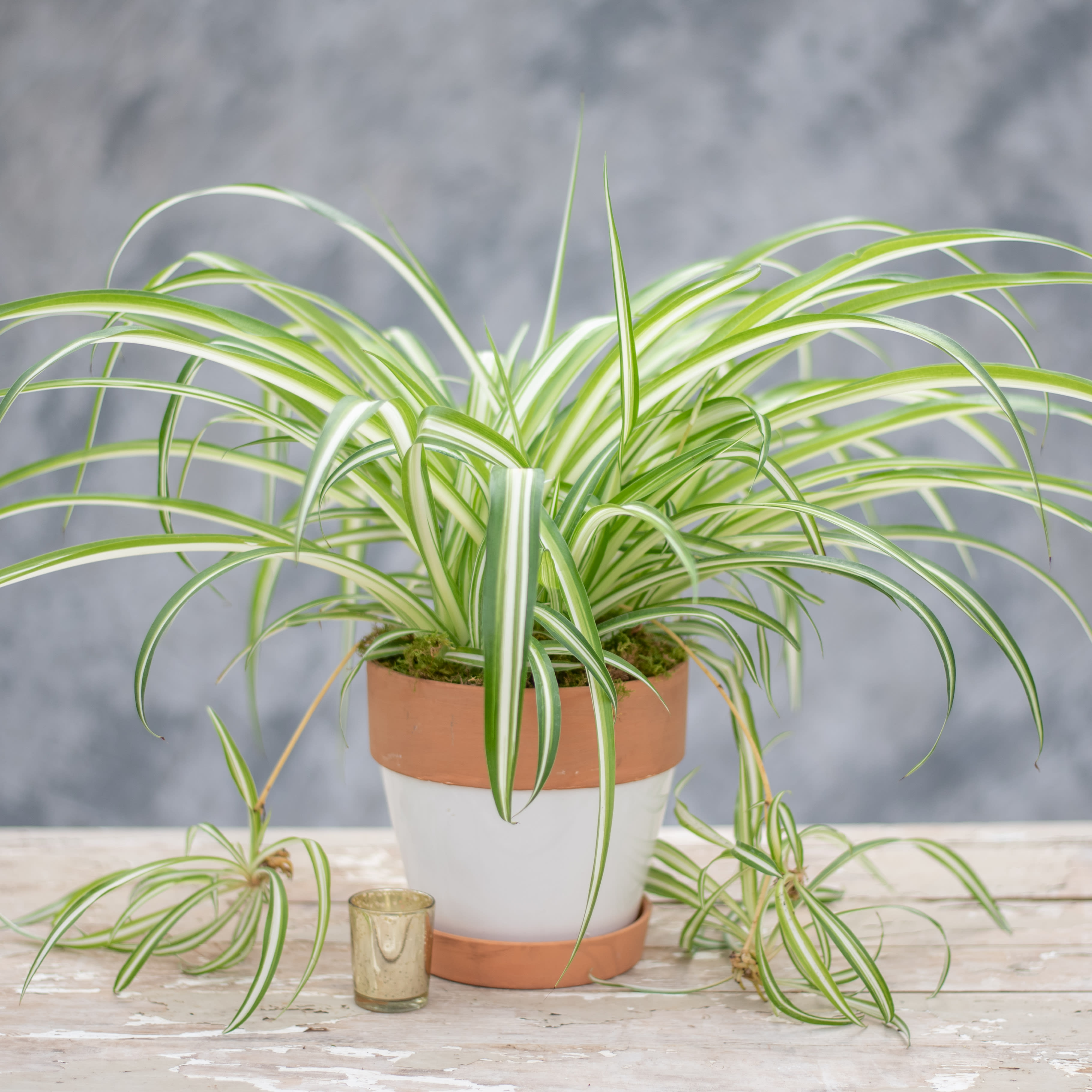 How To Display Spider Plants RAKA GRUP