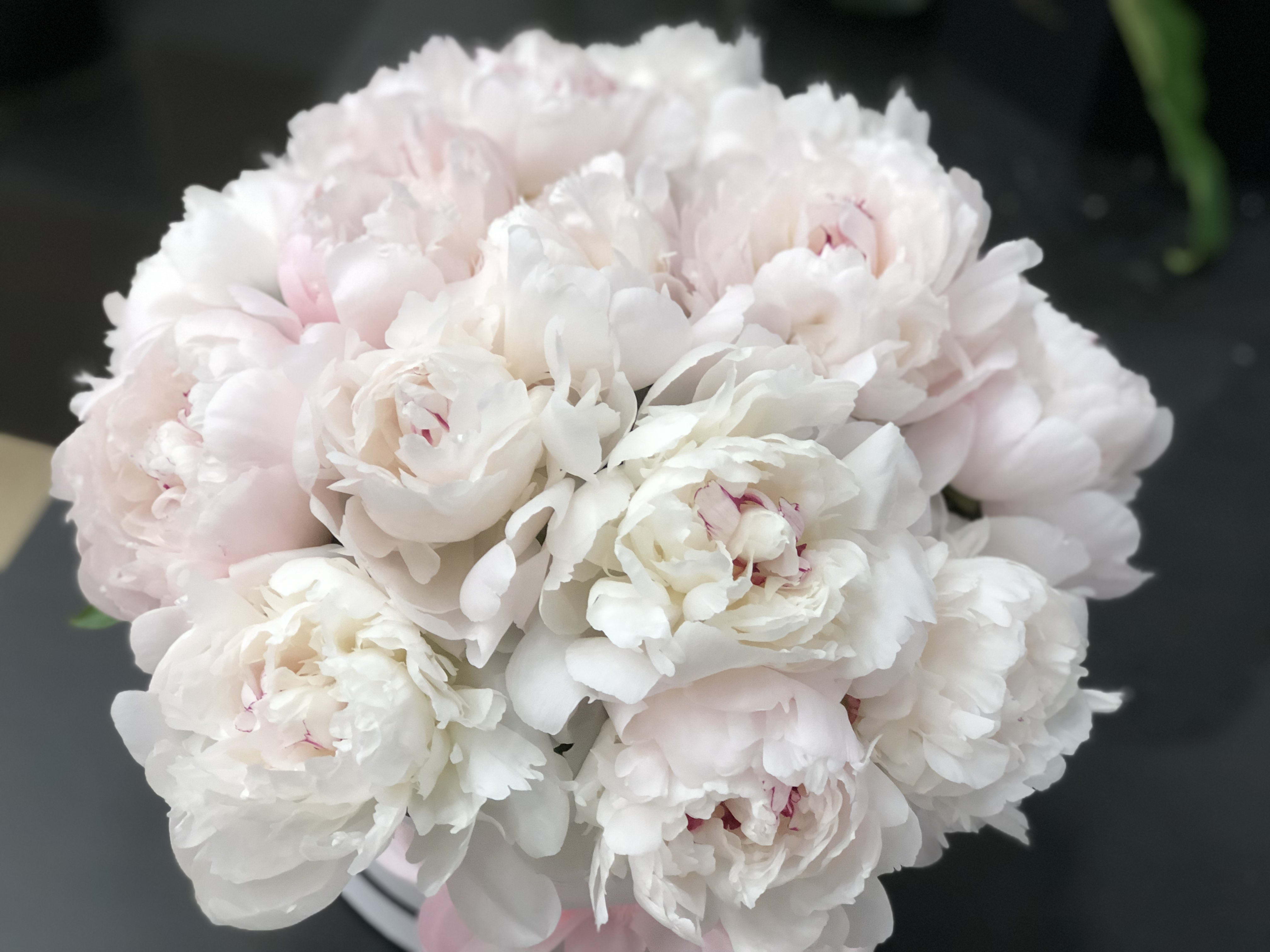 3 dozen white peonies in round hat box  - Luxury arrangement with 3 dozen peonies in box 