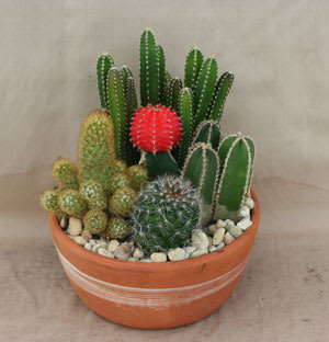 Záhrada na misky kaktusov