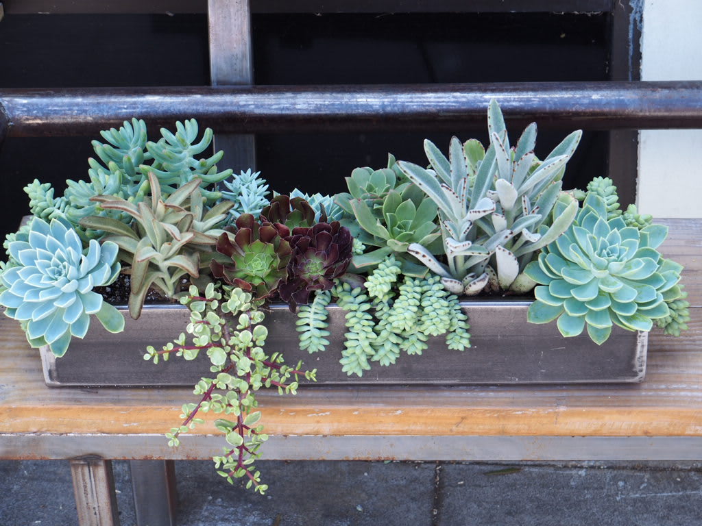 Succulent Frame In Pittsford, NY Gallea's Greenhouse Florist ...