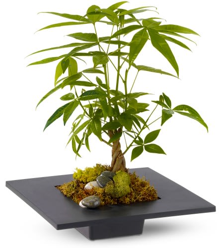Money Tree Money Tree - Harmonize the five elements within a space bring good fortune and prosperity and improve the flow of "chi" with a money tree! The money tree - or Pachira - is thought to bring good luck and is a thoughtful gift for any home or office. A money tree is planted in a square black container and adorned around the base with deerfoot moss plus black and white rocks. Approximately 11.5" (W) x 16" (H) Orientation: All-Around As Shown : TFWEB206