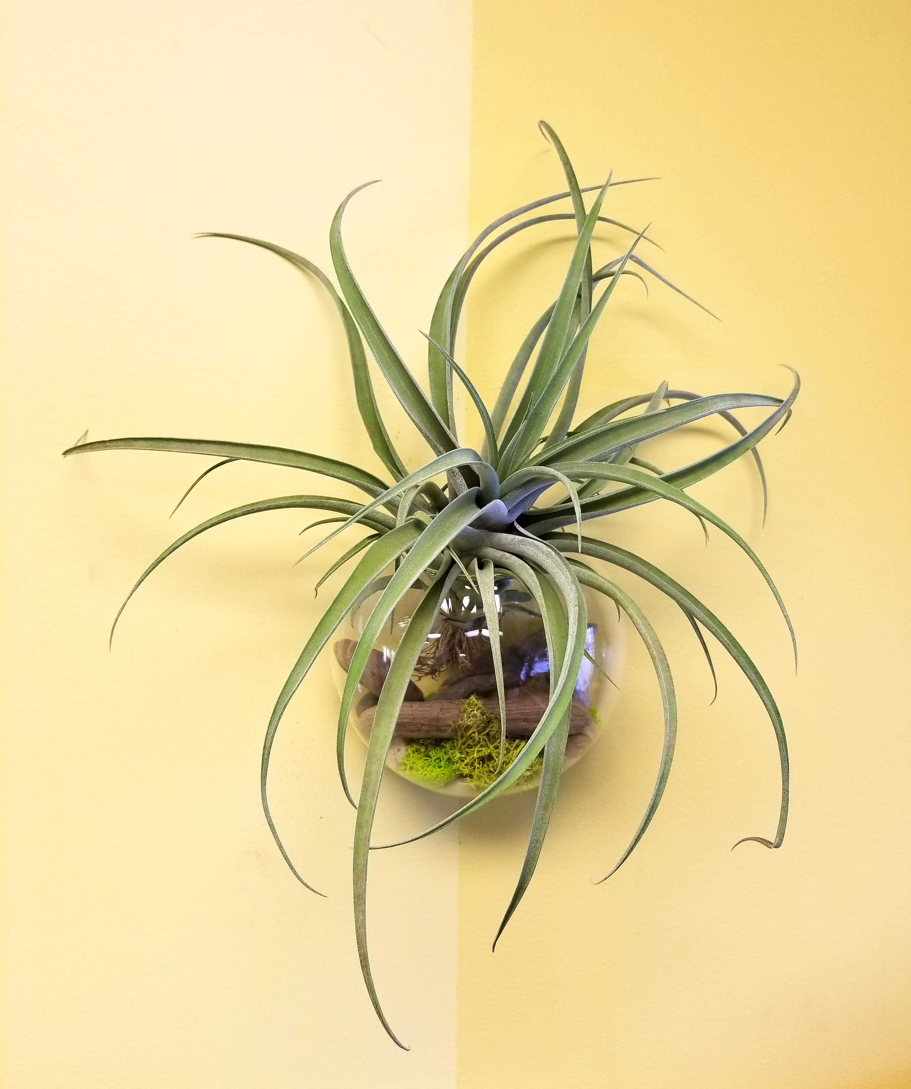 Tilladsia (Air Plant) in Wall Pocket Vase in St Paul, MN Your
