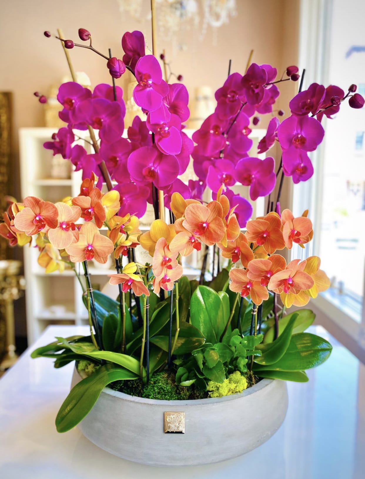 Majestic Lagoon Majestic Lagoon - A stunning and modern duet of phalaenopsis orchids delicately nestled into a bed of moss, presented in a custom planter. This arrangement may include substitution of certain flowers or containers due to weather conditions, seasonality and market conditions which may affect certain availability. Subject to include cymbidium orchids that may not match exactly, though will be appropriately similar.