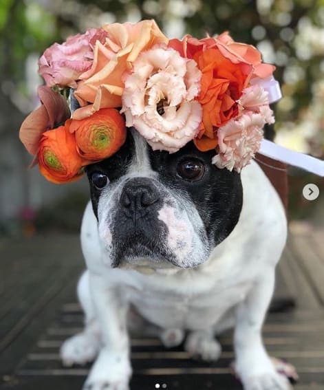 Places to hot sale buy flower crowns