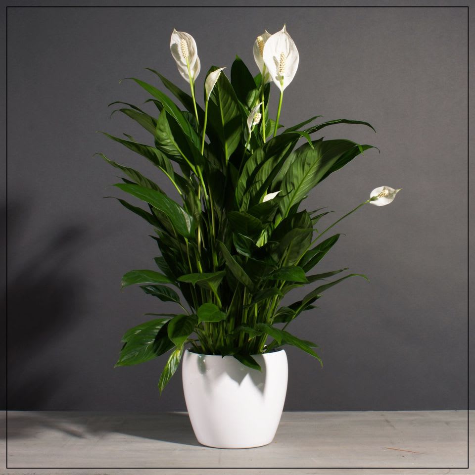 Peace Lily in White Ceramic (6",8" or 10" pot) in Kansas City, MO