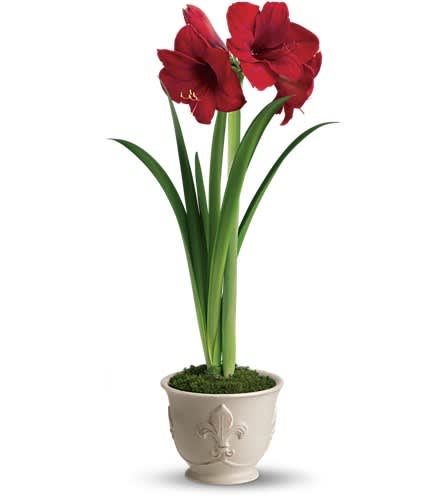 Teleflora's Merry Amaryllis Teleflora's Merry Amaryllis - Nothing says Merry Christmas quite like a big bright red amaryllis plant! It's joyful very easy to take care of and lasts a long time. When it comes to holiday gifts the amaryllis really is a natural. A brilliant red amaryllis plant is delivered in a 6" French country pot. Simply beautiful.Approximately 13 1/2" W x 27 1/2" H Orientation: N/A As Shown : T116-1A