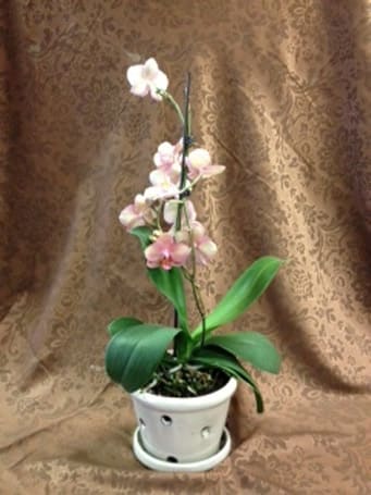 Orchid Delight Orchid Delight - This especially- made orchid pot enhances the beauty of our Orchid plants. We have a variety of colors to choose from. Single stem or double stem available. Call us for assistance & availablity. As Shown : BVD 981 Available for local delivery only