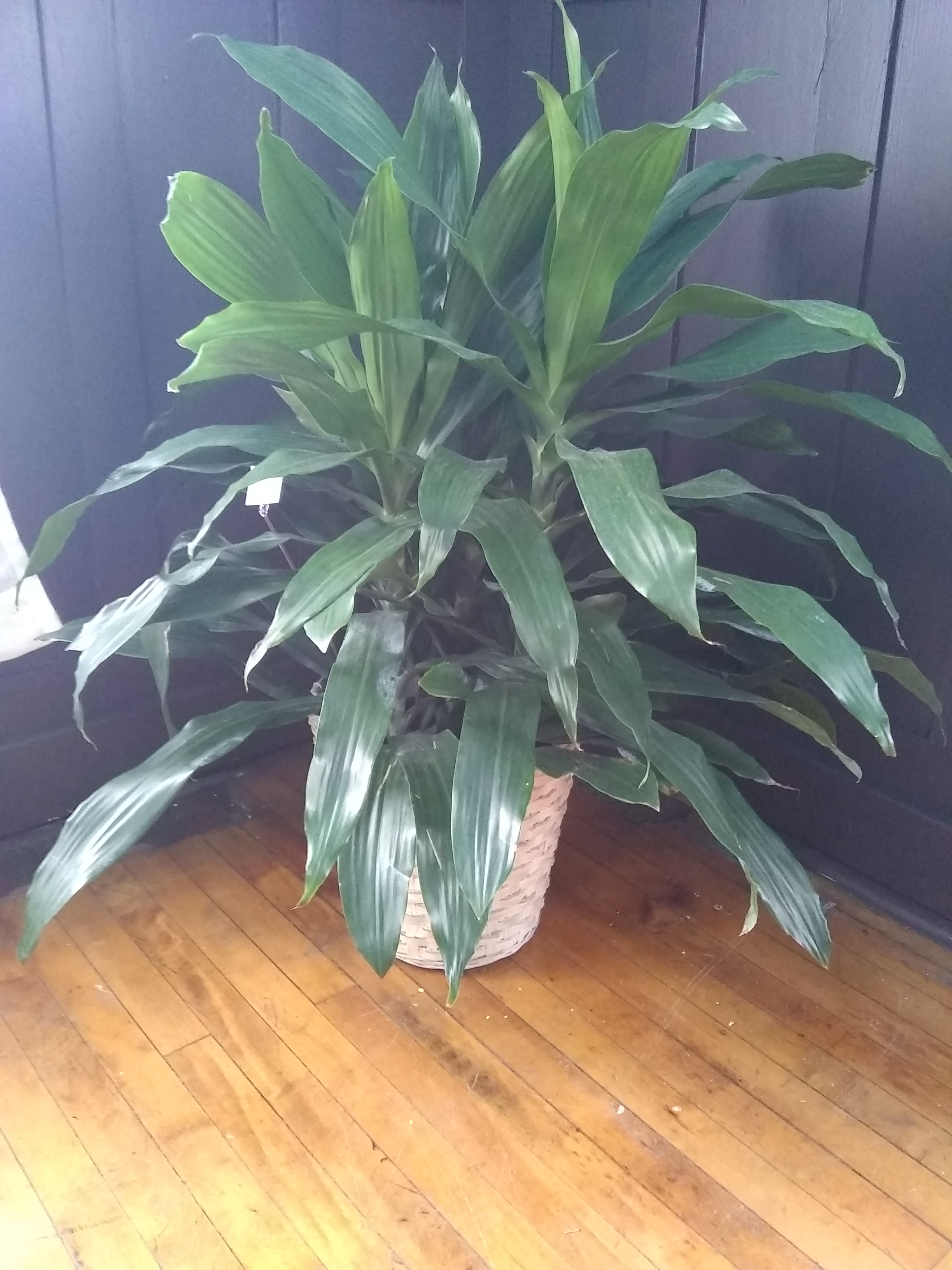 Dracaena Plant Janet Craig