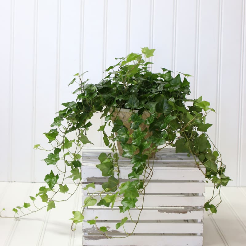 Trailing Ivy in Spring Lake, NC Skyland Florist and Gifts