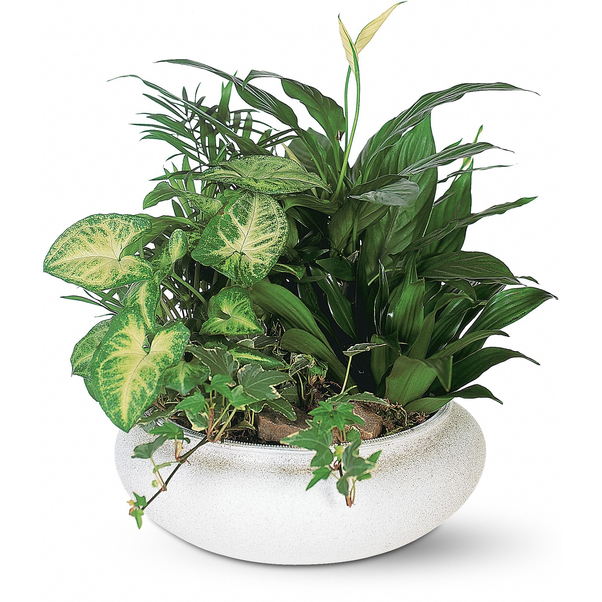 Medium Dish Garden by Teleflora - This low bowl filled with living plants will also carry comfort and compassion for many months to come. Perfect to send to the home or service. 