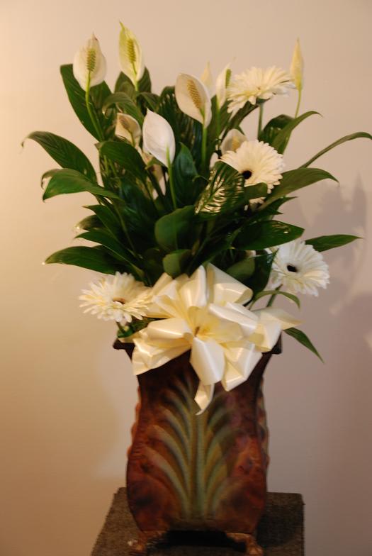 Peace Lilies in Westfield, NJ Design Contempo