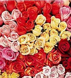 Roses for a Year!  - Have one dozen roses delivered every month for a year with 12 card messages starting today! Talk about a gift that can not be forgotten! You can even have a different color every month.