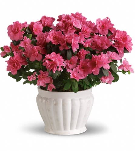 Pretty in Pink Azalea Pretty in Pink Azalea - This pretty azalea serves up a plethora of pink petals. Absolutely stunning as an indoor plant it can also be planted outside and enjoyed for years to come. What a perfect present! A beautifully robust pink azalea is hand-delivered in a lovely white ceramic ribbed planter. Think pink!Approximately 17" W x 15 1/2" H Orientation: N/A As Shown : T91-3A