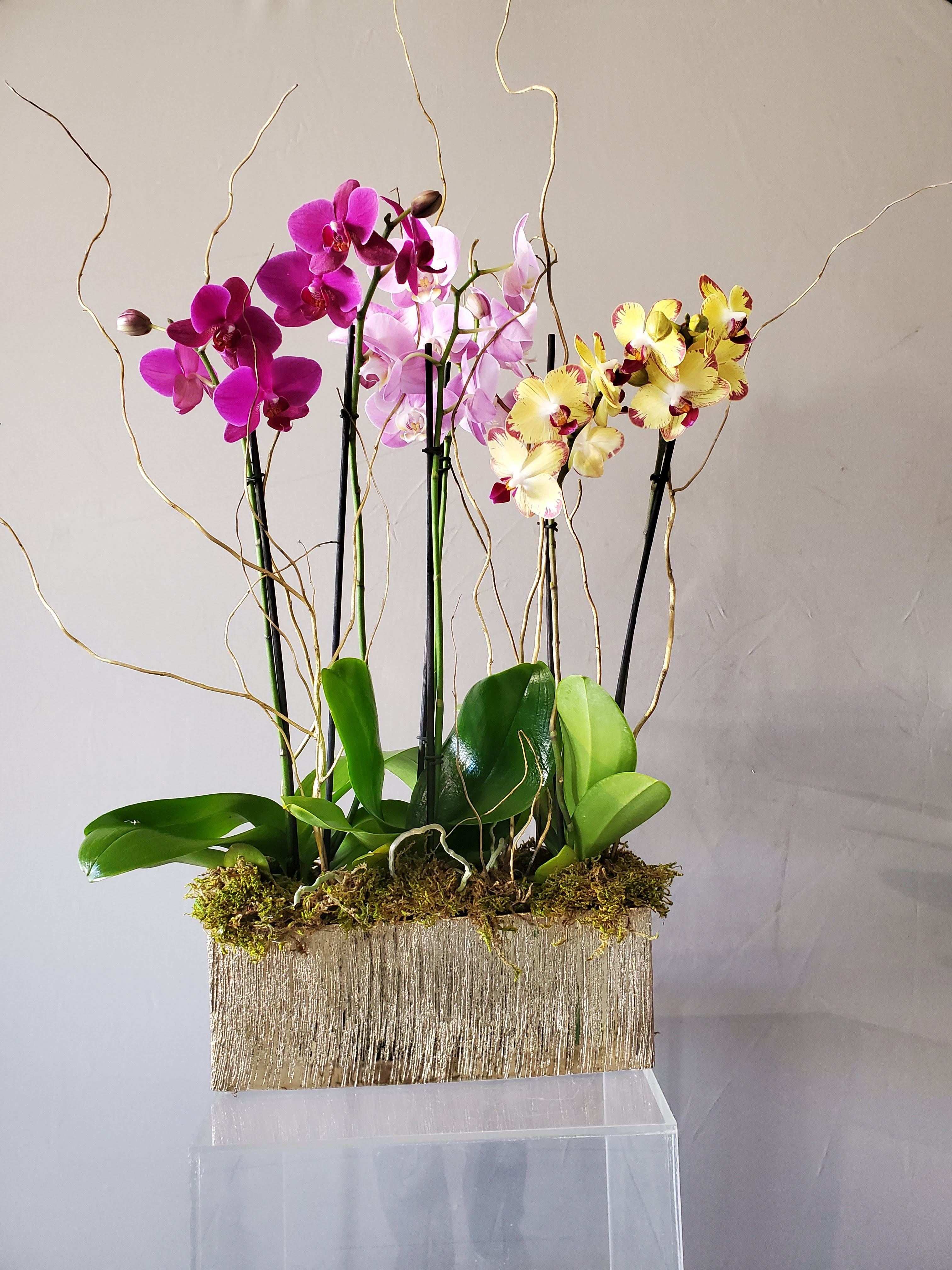 Mix Orchids plants in Glendale, CA Garden Flowers and Gifts