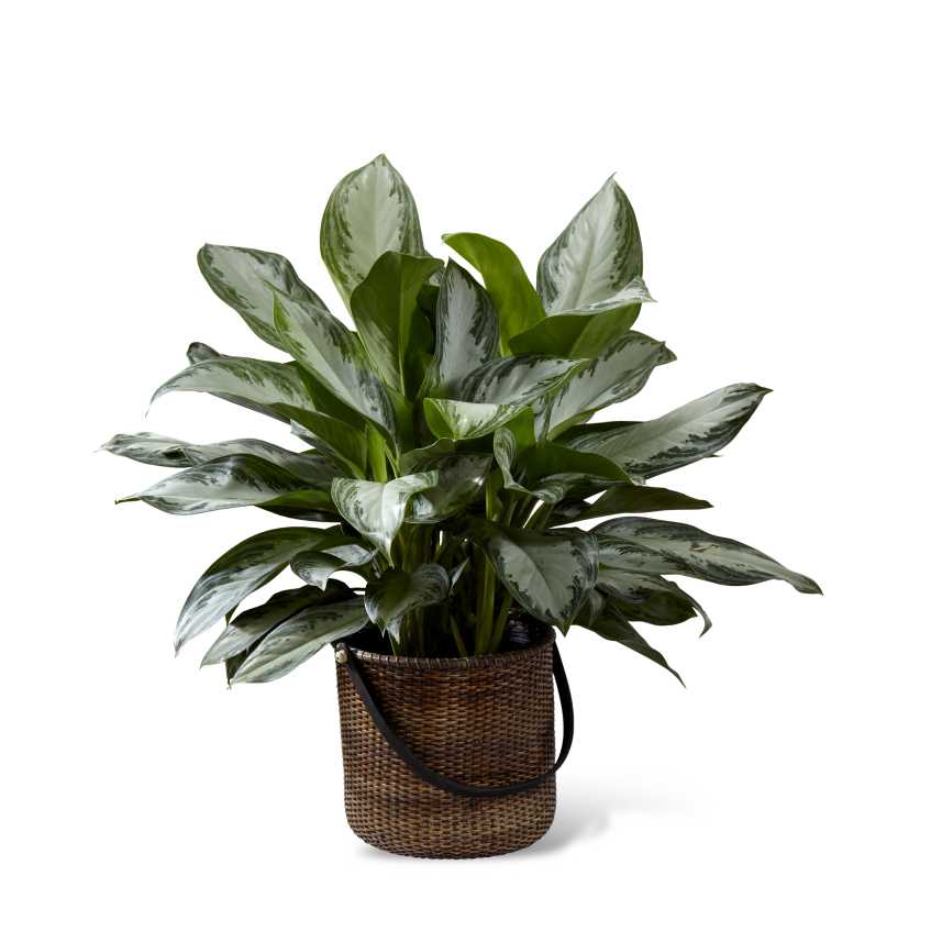 The FTD Chinese Evergreen - The FTD Chinese Evergreen is a popular indoor plant, known for its exquisite lush variegated foliage and easy to care for disposition. This beautiful green plant arrives presented in a round stained handled basket to give it a natural look making it an elegant addition to any space. 10â plant.