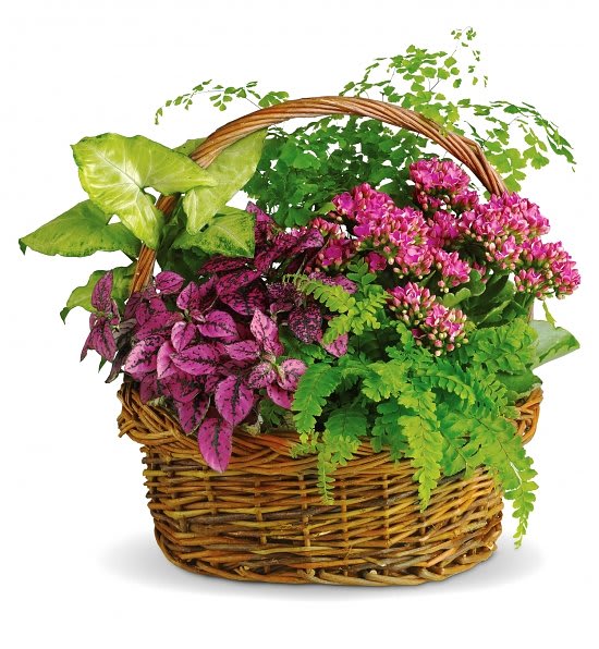 Dish Garden Dish Garden - Send your warmest regards with an elegant dish garden that combines the fragrance of a fresh bouquet with the lasting beauty of indoor plants. Components may vary.