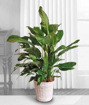 Peaceful Peace Lily Peaceful Peace Lily - This stunning peace lily is a favorite for most any home. Substitutions of equal or greater value may be made depending on season and availability of product or container.
