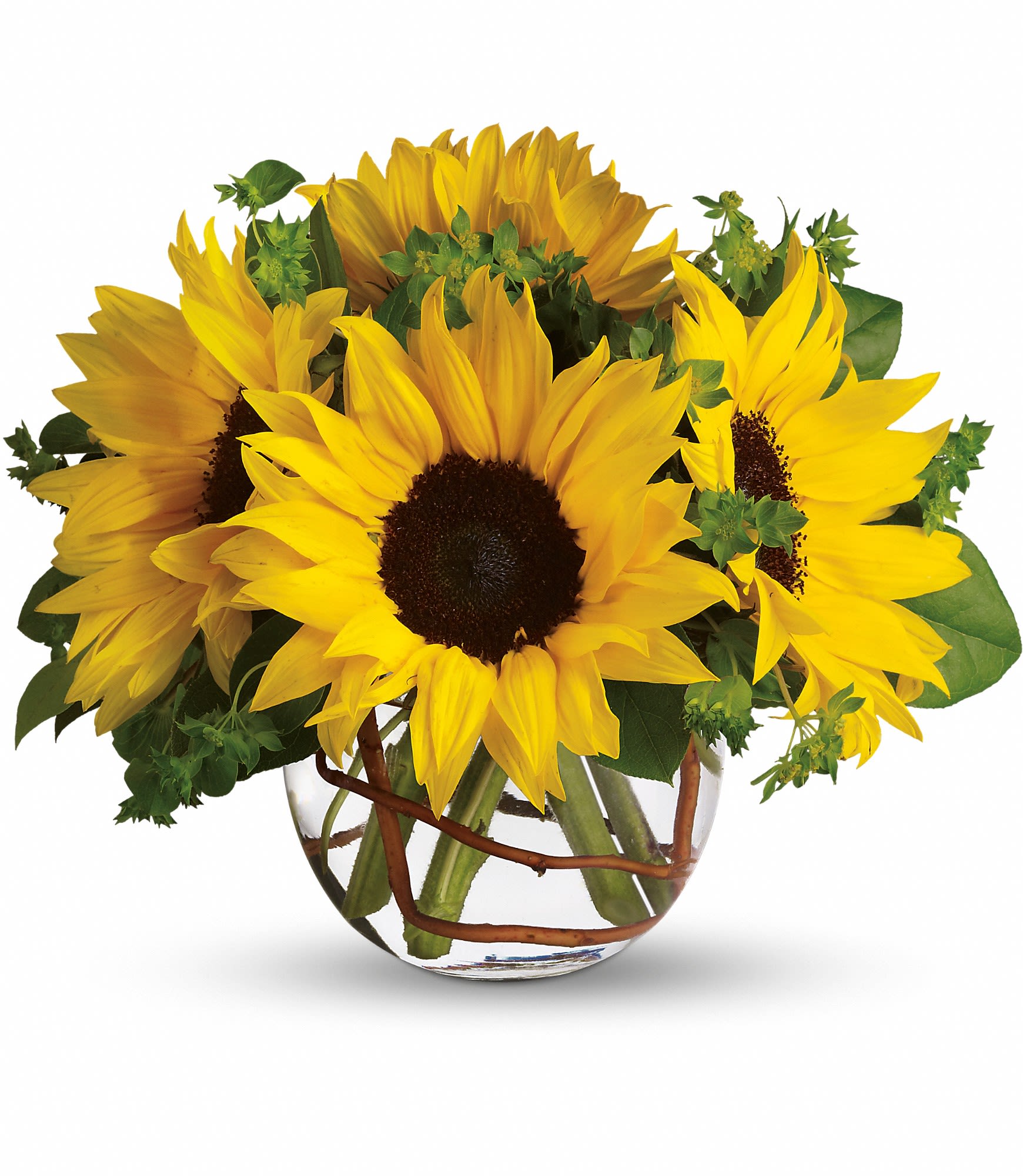 Sunny Sunflowers - Whoever receives this stunning bouquet is sure to be bowled over by its bold beauty! It's big on fun and big on flowers.    Sunflowers steal the show in this simple arrangement. Also featured: green bupleurum, salal leaves and a curly willow inside the glass bubble bowl.    Approximately 12&quot; W x 10&quot; H    Orientation: All-Around    As Shown : T152-2A  Deluxe : T152-2B  Premium : T152-2C