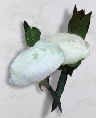 Ranunculus Boutonnière - Boutonnière - 1 white ranunculus with myrtle (picture shows 2 boutonnières)