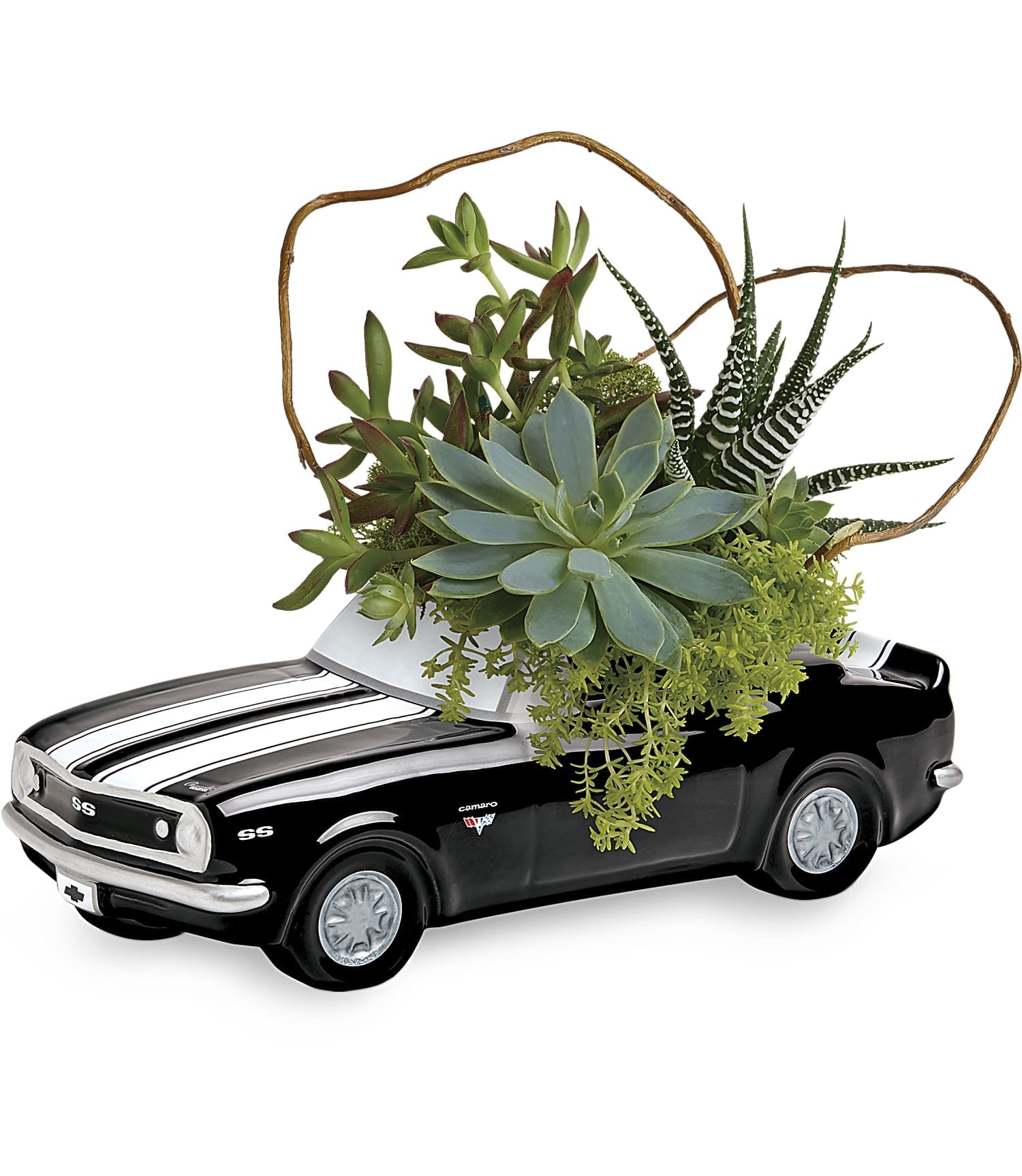 '67 Chevy Camaro Plant Garden - Speed into Father's Day with a gift that's sure to get his engines going! Dad will love this vintage ceramic Chevy Camaro, bursting with beautiful succulents.  This growing garden includes curly willow, green sedum succulent, large echeveria succulent, golden moss fern, and zebra haworthia. Delivered in a '67 Chevy Camaro keepsake. Approximately 11&quot; W x 8 1/2&quot; H