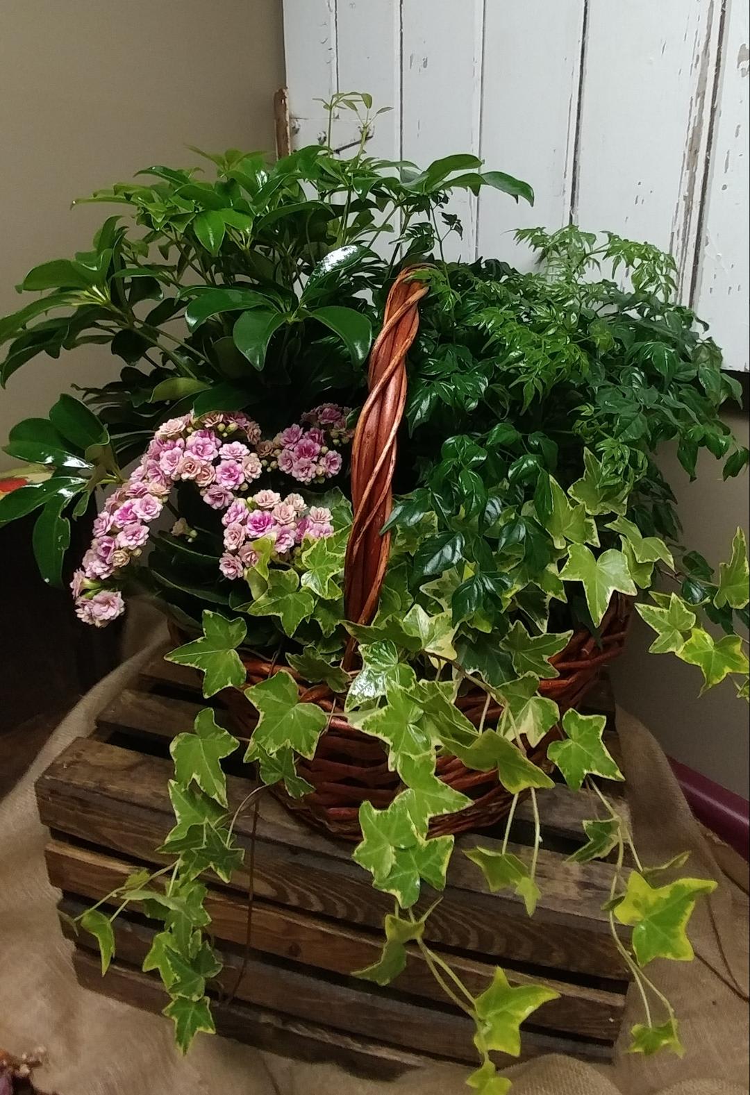 Large European Garden Custom Design by Cold Spring Floral - Large Variety of Green and Blooming Plants contained in a beautiful basket for this design. Green Plant varieties, color of basket, color of blooming plant and  bow are subject to availability, substitutions may be used that differ from photo shown in order to insure product quality. 