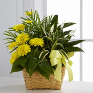 The Loving Light Dishgarden - The Loving Light™ Dishgarden is a ray of hope and a beautiful symbol of eternal life offered through our finest collection of plants. A palm plant peace lily plant dracaena plant and philodendron plant create an exquisite look when brought together in a 7-inch natural woodchip basket and accented with stems of bright yellow chrysanthemums. Adorned with a yellow satin ribbon this gorgeous dishgarden will bring comfort and extend sympathy throughout the months ahead.