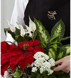 The Ftd Florist Designed Plants In A Basket In Charlottesville Va Agape Florist