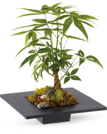 Money Tree Money Tree - Money Tree - T12Z101A