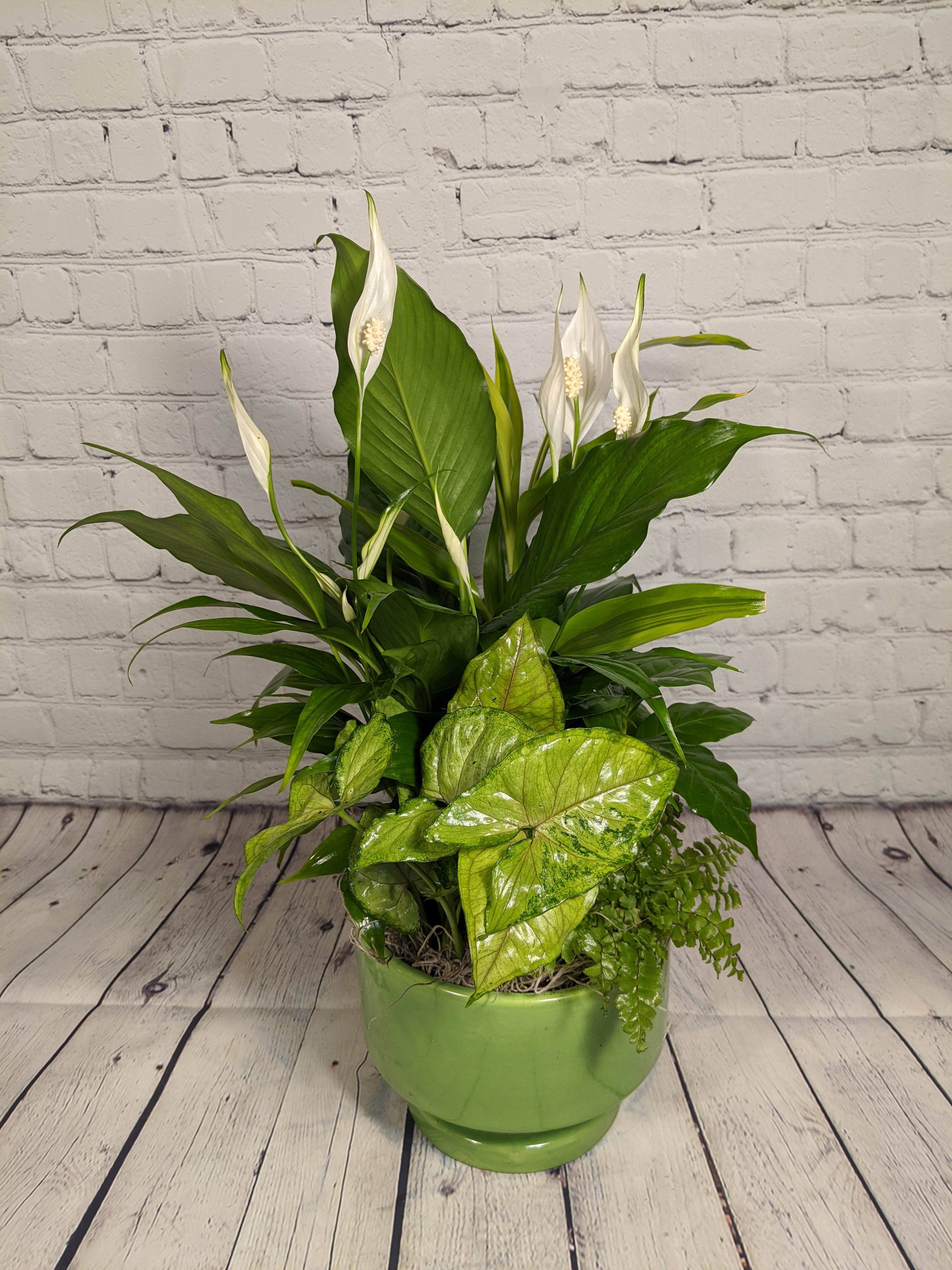 Potted Peace Lily in Saint Clairsville, OH Lendon Floral & Garden
