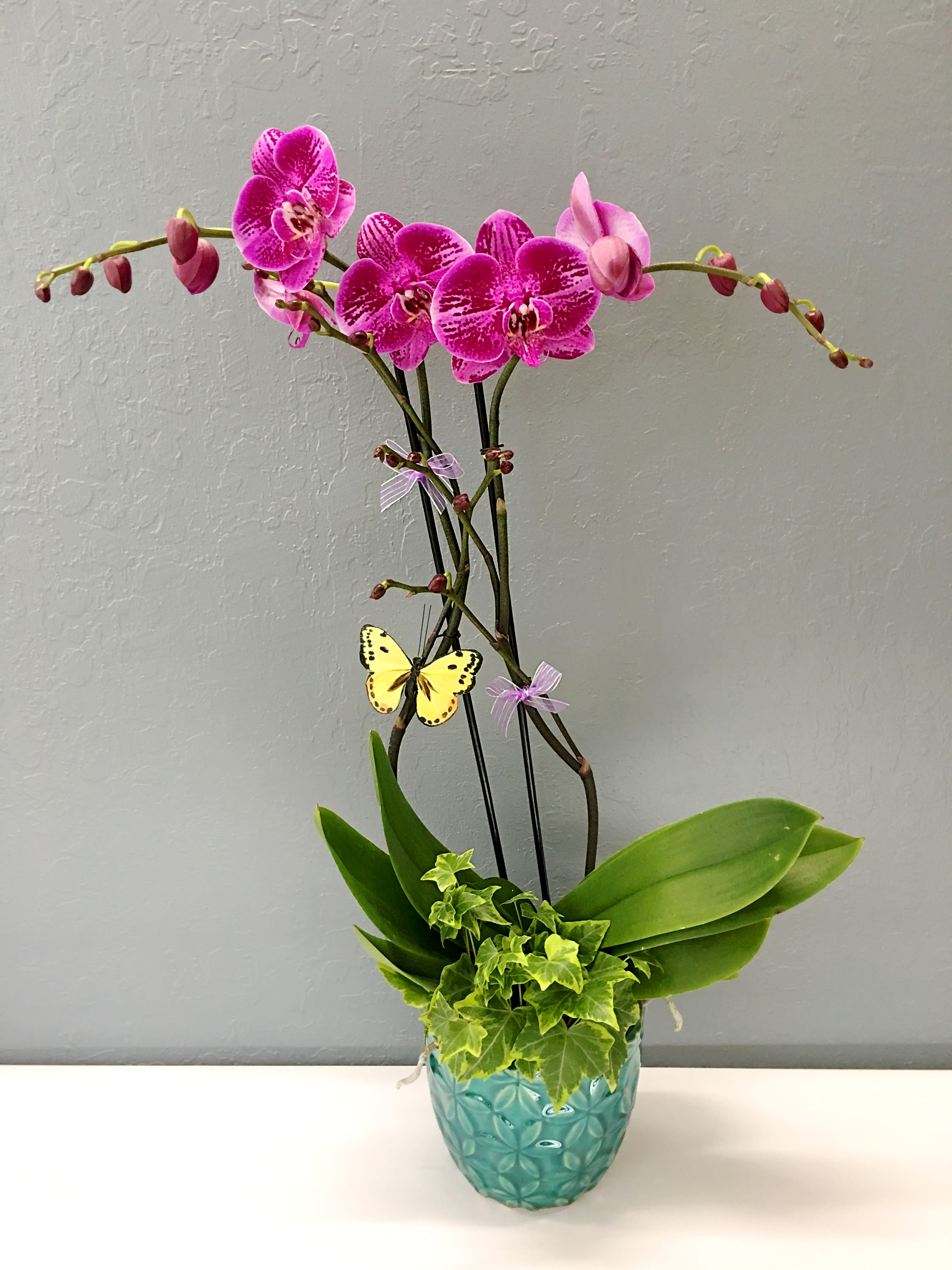 DoubleSpike Phalaenopsis Orchid Plant in San Jose, CA La Floriya
