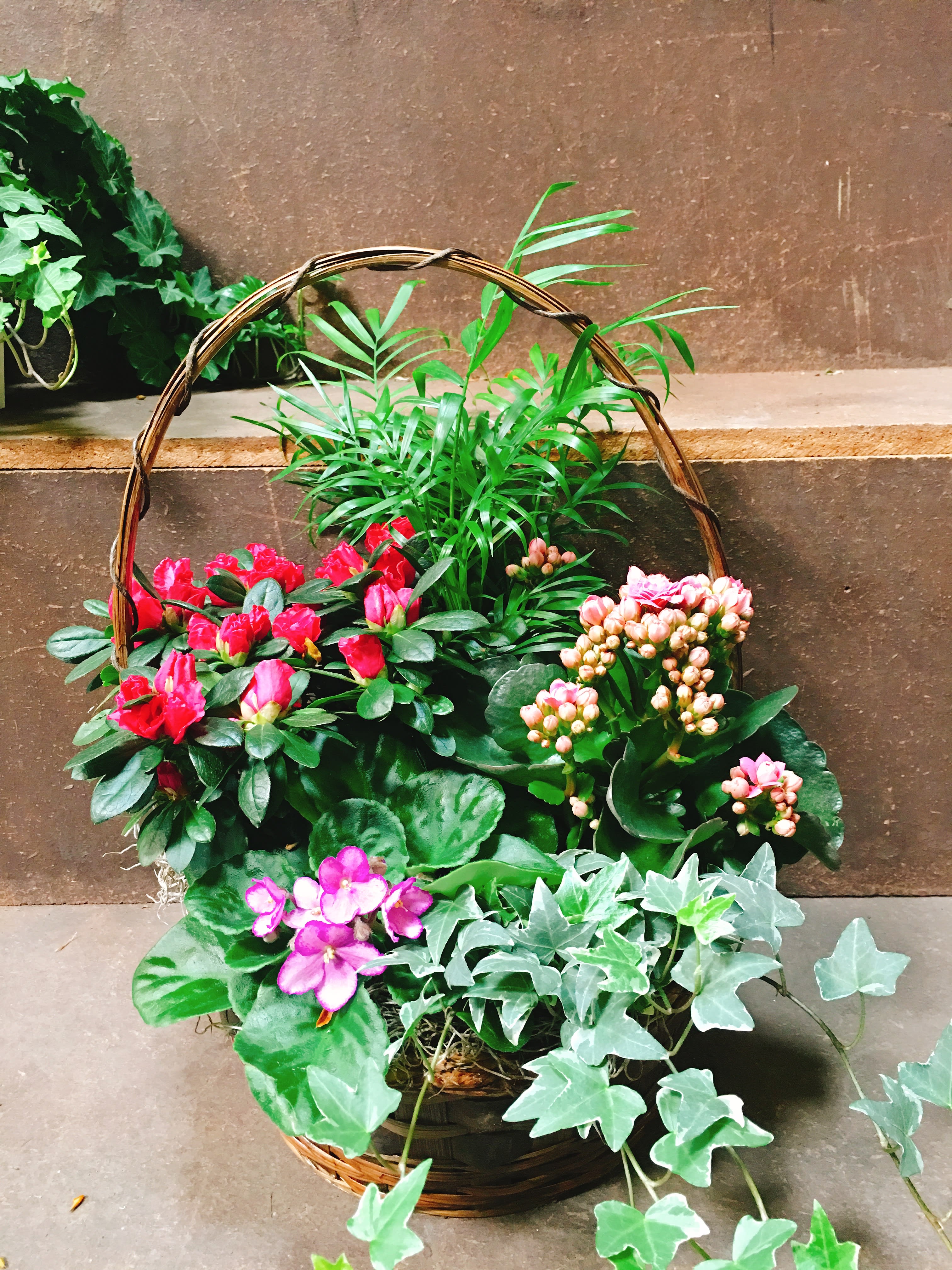 Large Dish Garden Basket  - A gorgeous fresh selection of hardy green plants with a beautiful blooming plant creates an easy-care indoor garden to makes any special day more than memorable.  Our florists select the freshest plants so varieties will vary based on local availability  Standard (as show) 14”H x 10”W