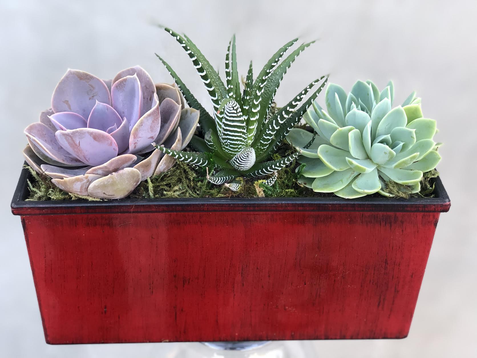Shining Day Shining Day - BEAUTIFUL SUCCULENTS IN UNIQUE POT.