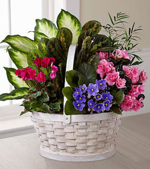 The FTD® Peaceful Garden™ Planter - Naturally lovely, this lovely plant garden is an inspired way to pay tribute at a wake, or to show family and friends your continuing support as time goes on. This colorful display of plants, assembled and arranged by a local FTD artisan florist, includes a both blooming and green plants that thoughtfully delivers your sincere and sustainable expression of sympathy. Easy to care for, it is sure to remind grieving family and friends that you were there for them when they needed support the most. It comes in a charmingly understated whitewashed basket that is appropriate for the home or office.  Your purchase includes a complimentary personalized gift message.