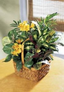 A Bit of Sunshine Basket A Bit of Sunshine Basket - Stems of yellow alstroemeria add sunny color to this basket of assorted green plants, which may include palm, pothos, or prayer plants. A wonderful basket to say Get Well or Thinking of You .