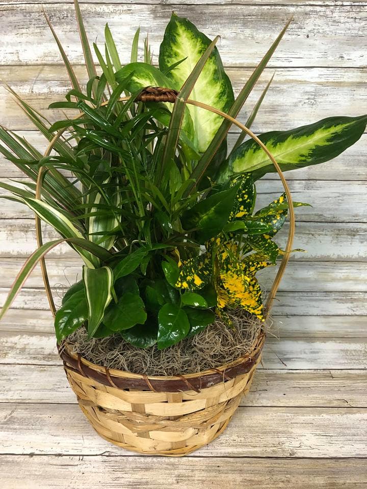 8" Dish garden with tropical plants by Petals Flowers & Gifts